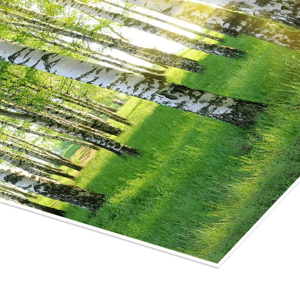 Постер Береза в летнем лесу 60 x 80 см Зеленый, фото №3