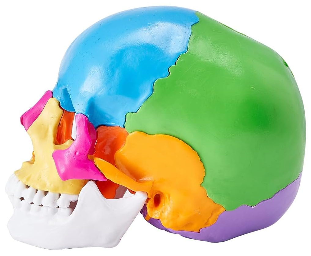 Модель черепа черепа VEVOR MD-V21 / 22 частини / Різнокольоровий, фото №7 Модель черепа черепа VEVOR MD-V21 / 22 частини / Різнокольоровий, фото №7