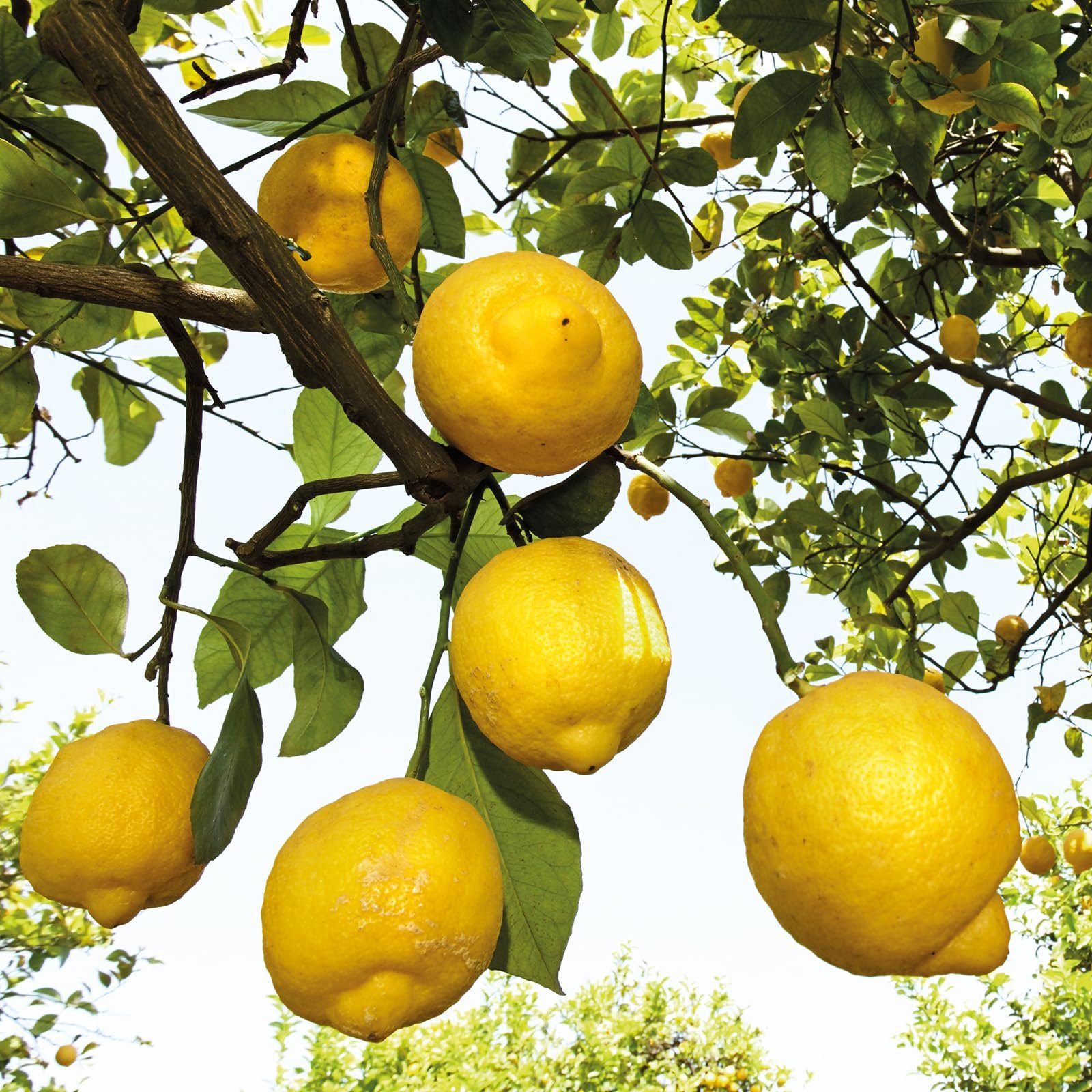 Гель для душу та шампунь 3-в-1 WELEDA Bio For Men Energy Fresh освіжаючий 200 мл, фото №7