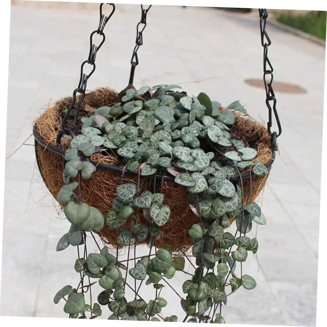 Набір вкладишів з кокосового волокна HEMOTON 1 комплект, фото №9