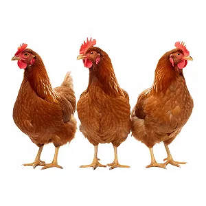 Наклейка на стіну GRAZDesign 3 Chickens Self-Adhesive 78 x 57 см synthetic.ua - Фото 1