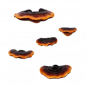 Декоративная настенная полка Eujgoov Мини-имитация гриба Рейши из полирезина для сада и патио - Фото 1