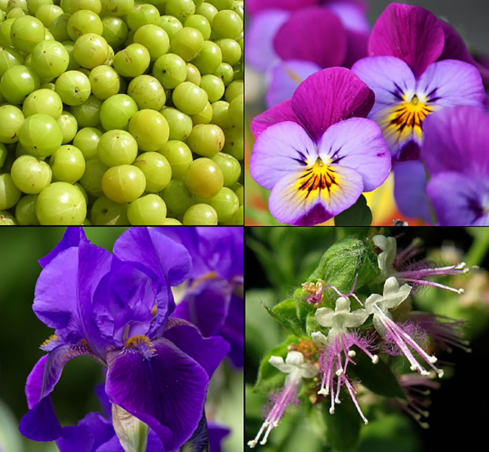 Пена для душа Tesori d'Oriente Ayurveda Ароматическая 200 мл, фото №3