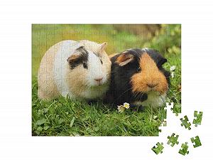 Пазл puzzleYOU Guinea Pigs "Две милые морские свинки" 200 элементов цена на synthetic.ua - Фото 1 Пазл puzzleYOU Guinea Pigs "Две милые морские свинки" 200 элементов synthetic.ua - Фото 1
