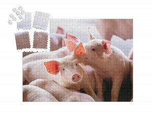 Пазл-адвент-календарь puzzleYOU Pig & Piglets Поросята на ферме 1000 деталей synthetic.ua - Фото 1