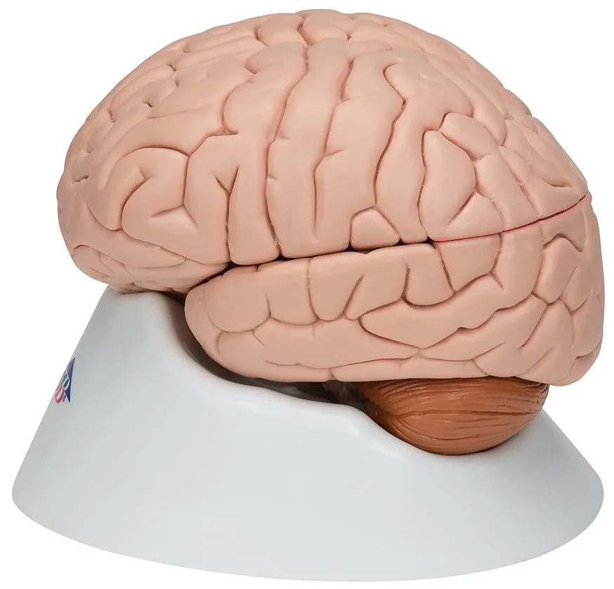 Анатомическая модель мозга 3B Scientific C17 / 8 частей / 3B Smart Anatom / Розовый, фото №5 Анатомическая модель мозга 3B Scientific C17 / 8 частей / 3B Smart Anatom / Розовый, фото №5
