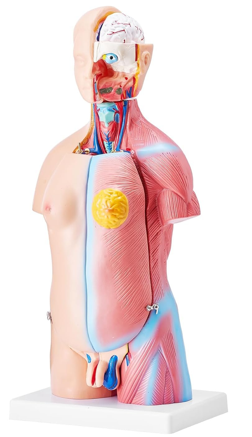 Модель анатомії людського тіла VEVOR / 45 см / 23 шт., фото №6