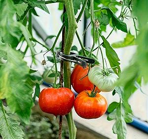 Затискачі для кріплення рослин synthetic.ua - Фото 1