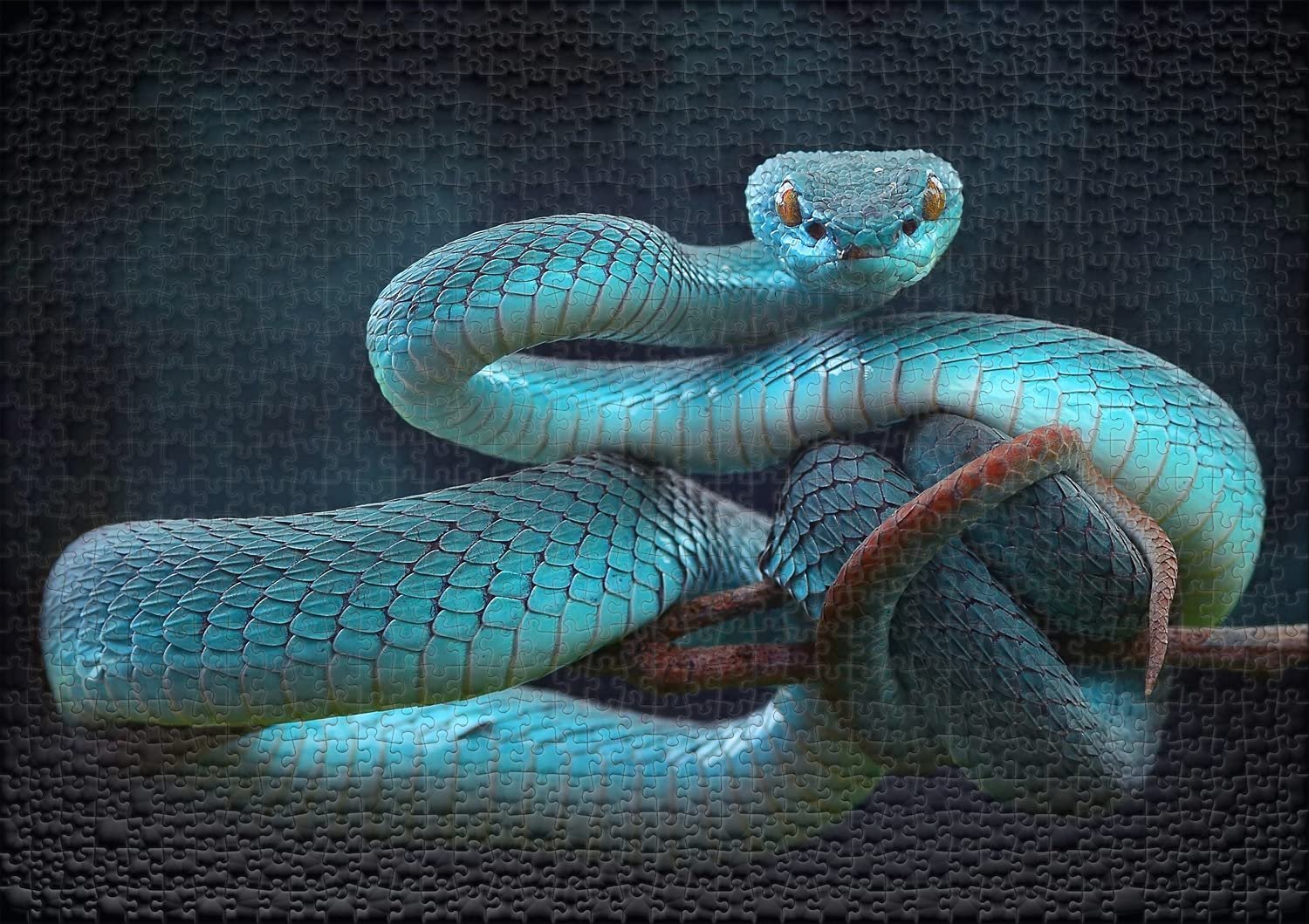 Пазл Ulmer Puzzleschmiede Classic Snake Dream 1000 деталей Змея, фото №2 Пазл Ulmer Puzzleschmiede Classic Snake Dream 1000 деталей Змея, фото №2