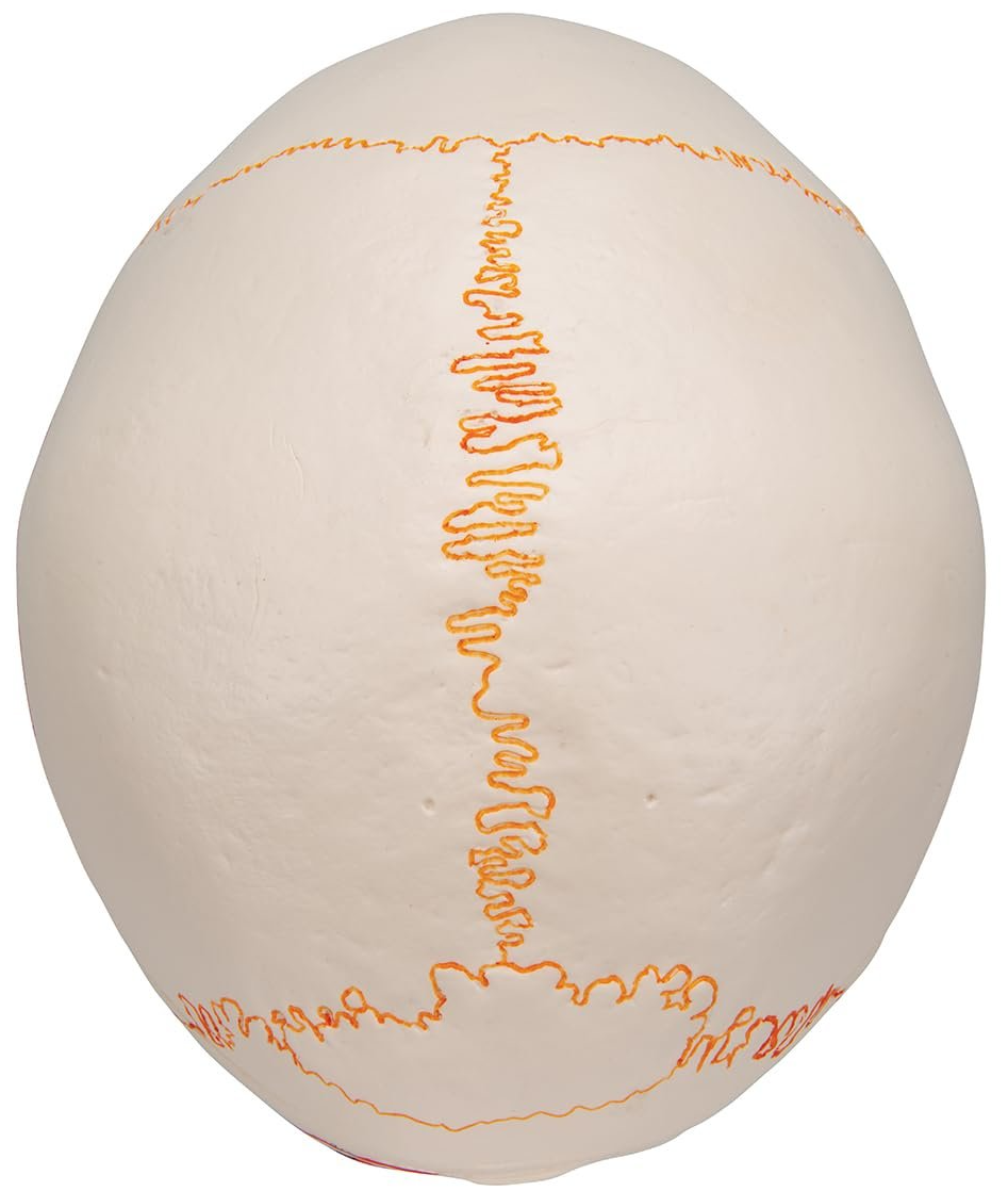 Модель черепа людини 3B Scientific A22/1 / 3 частини / 3B Smart Anatom / Різнокольоровий, фото №5