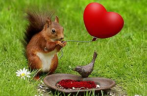 Пазл Hansepuzzle 18889 Squirrel Белка 500 элементов 46 x 30 см - Фото 1