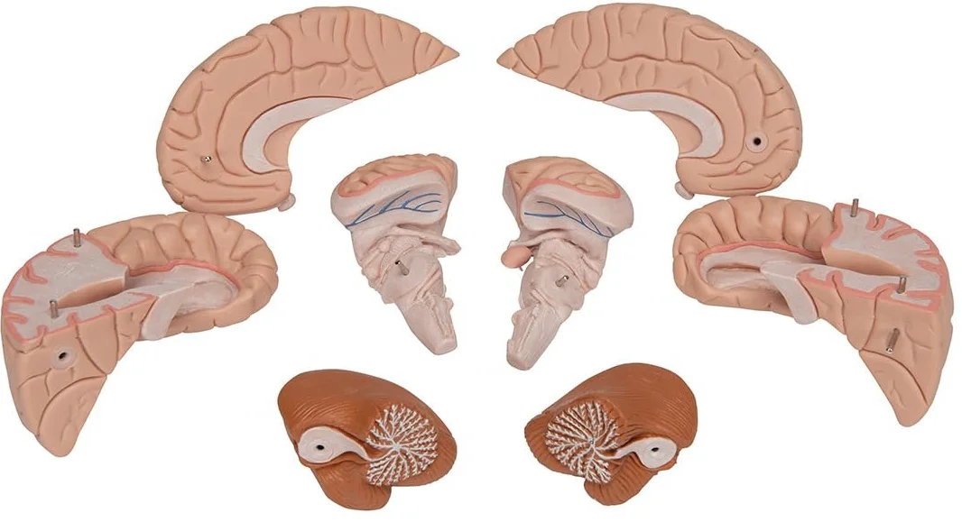 Анатомическая модель мозга 3B Scientific C17 / 8 частей / 3B Smart Anatom / Розовый, фото №7 Анатомическая модель мозга 3B Scientific C17 / 8 частей / 3B Smart Anatom / Розовый, фото №7