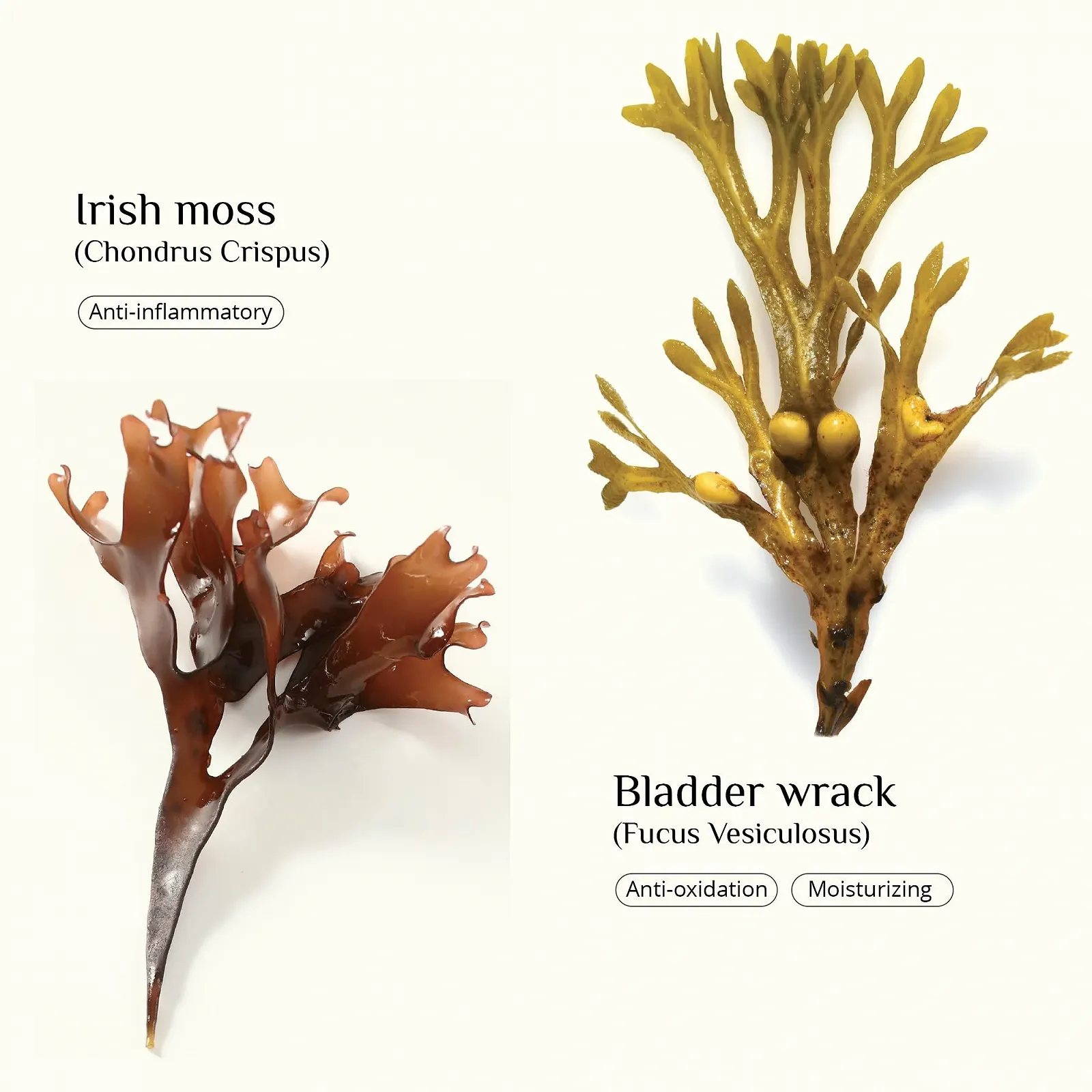 Крем для рук Seaweed, фото №7