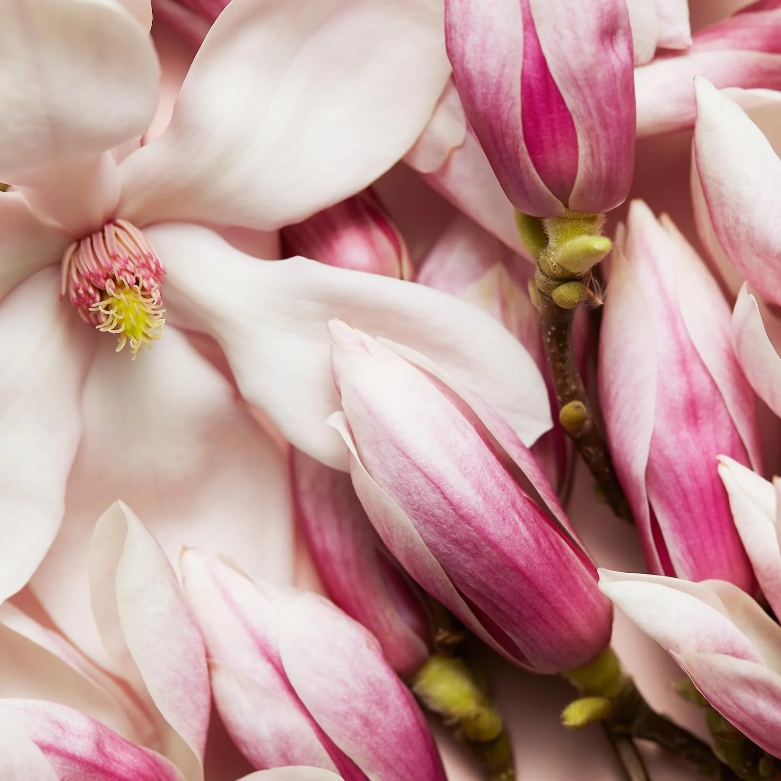 Парфумована вода ESCADA CELEBRATE N.O.W. 30мл, фото №7