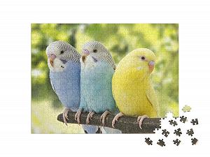 Пазл puzzleYOU Birds Budgies Три волнистых попугайчика на ветке 500 элементов synthetic.ua - Фото 1