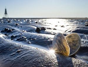 Пазл Lais Puzzle Песчаная трасса в Ваттовом море в Куксхафене с маяком 1000 деталей synthetic.ua - Фото 1