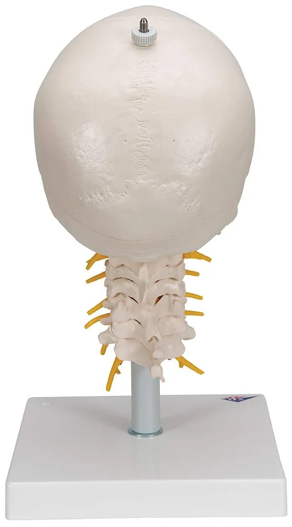 Модель черепа человека 3B Scientific A20/1 / 4 части / 3B Smart Anatom / Разноцветный, фото №4