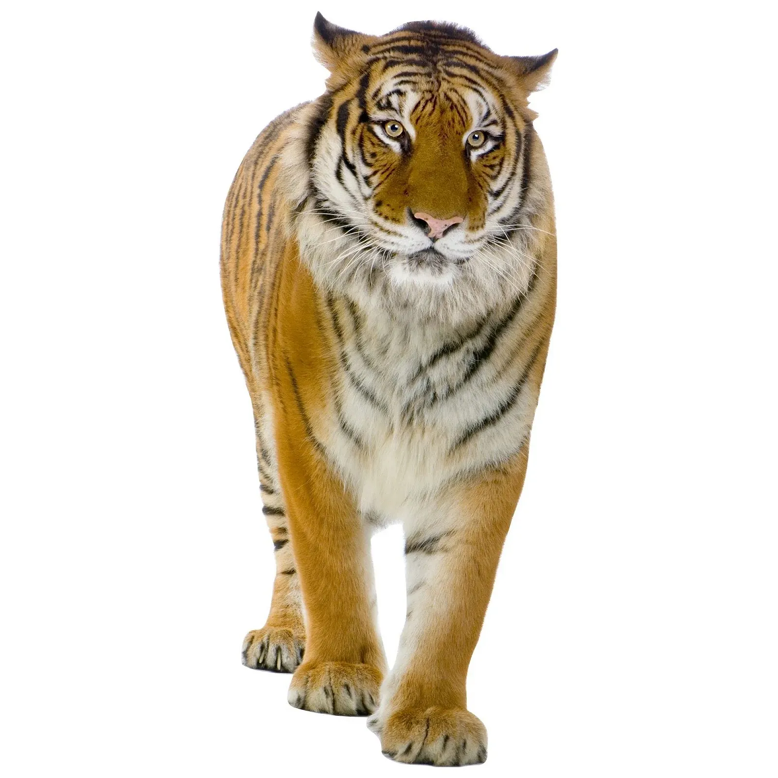 Наклейка на стену GRAZDesign Tiger Running 3D 89 x 40 см, фото №1