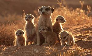 Пазл Meerkat in the Desert 1000 деталей дерев'яний - Фото 1