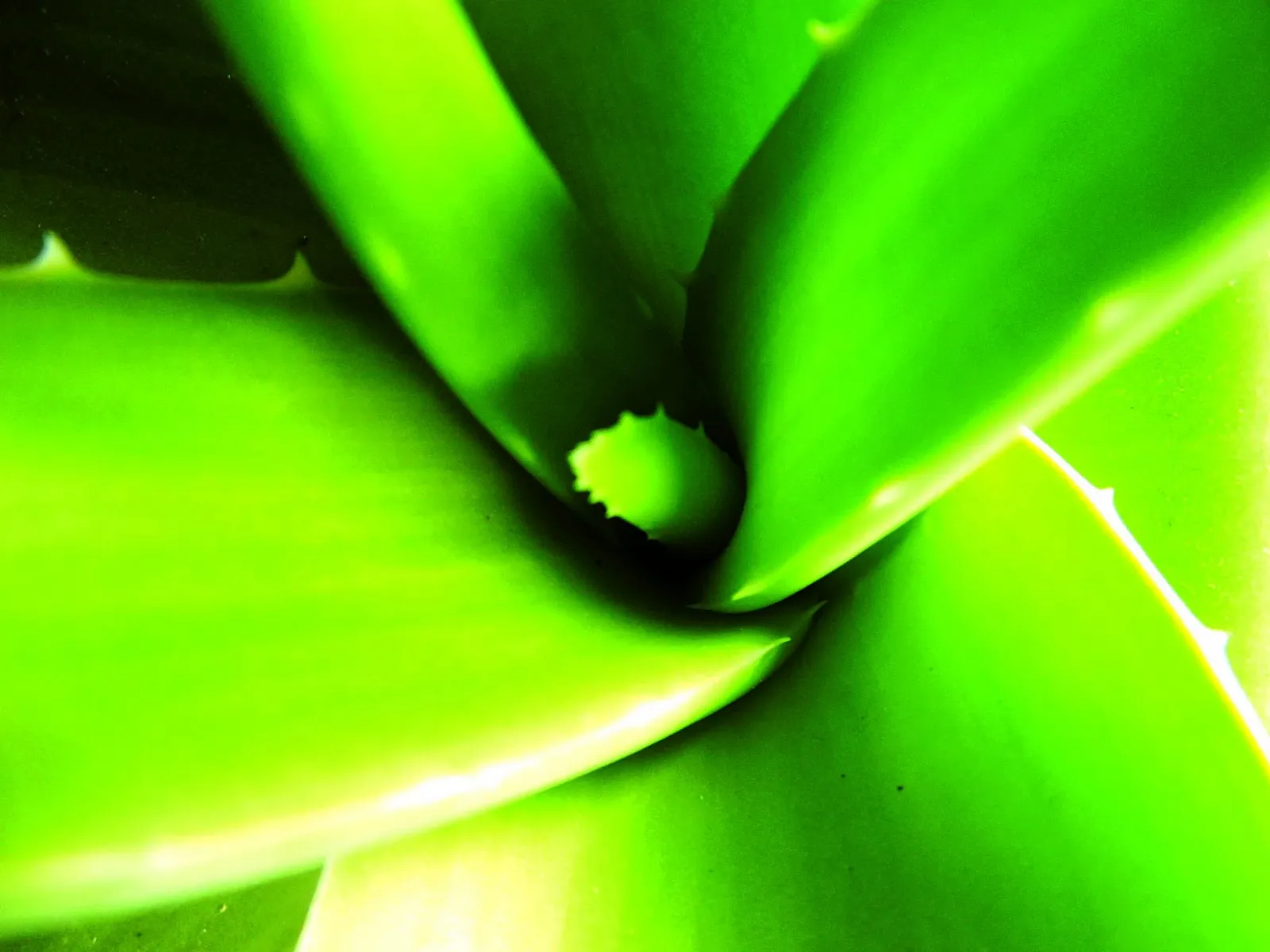 Денний крем So'Bio Étic Hydra Aloe Vera легкий зволожувальний, фото №7