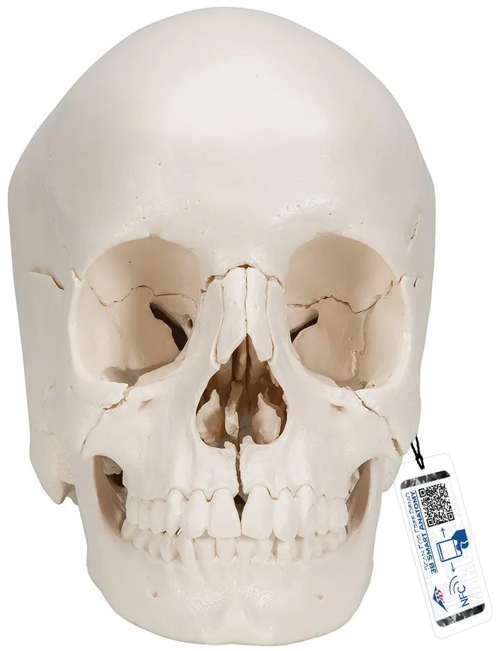 Анатомическая модель черепа 3B Scientific A290 / 22 части / Подвижная челюсть / 3B Smart Anatom / Белый, фото №1