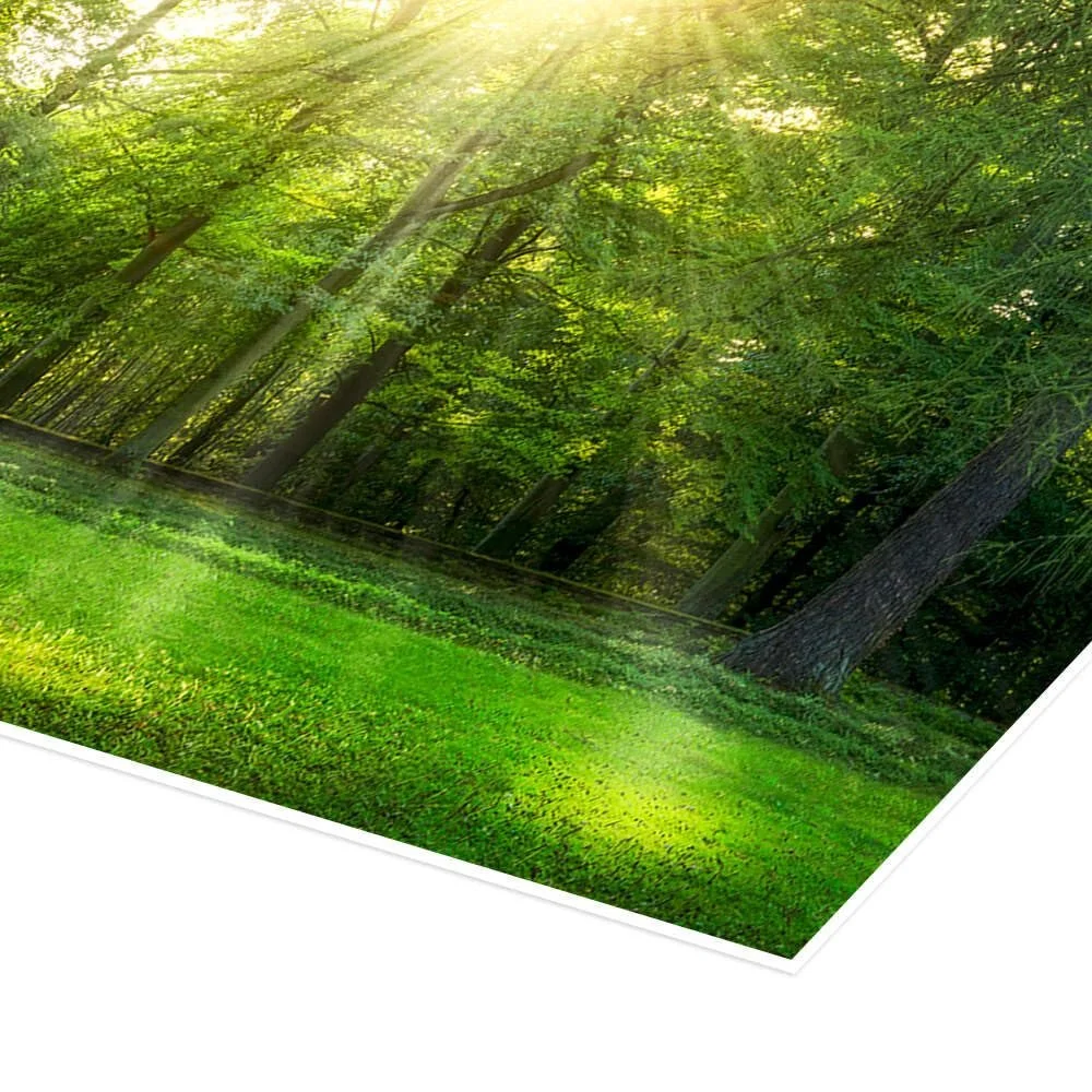 Постер Jan Christopher Becke Панорама леса с солнечными лучами летом 180 x 60 см Зеленый, фото №3 Постер Jan Christopher Becke Панорама леса с солнечными лучами летом 180 x 60 см Зеленый, фото №3