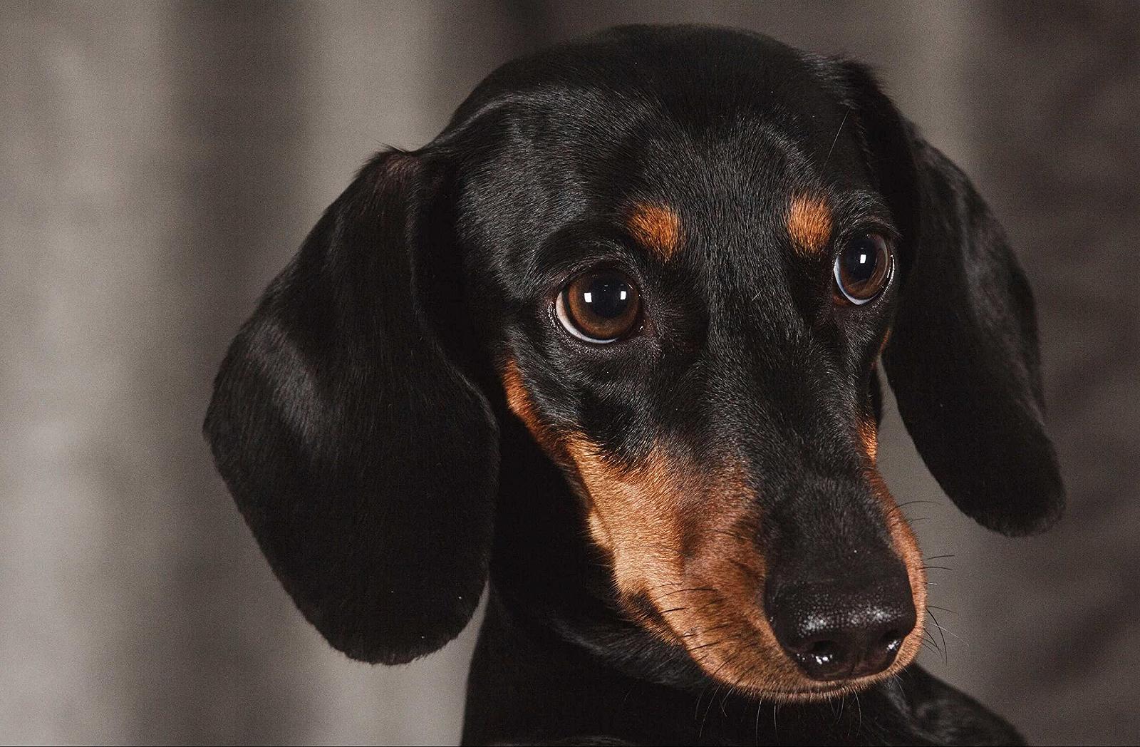 Пазл Hansepuzzle Animal World 34632 Такса 500 элементов 46 x 30 cm, фото №1