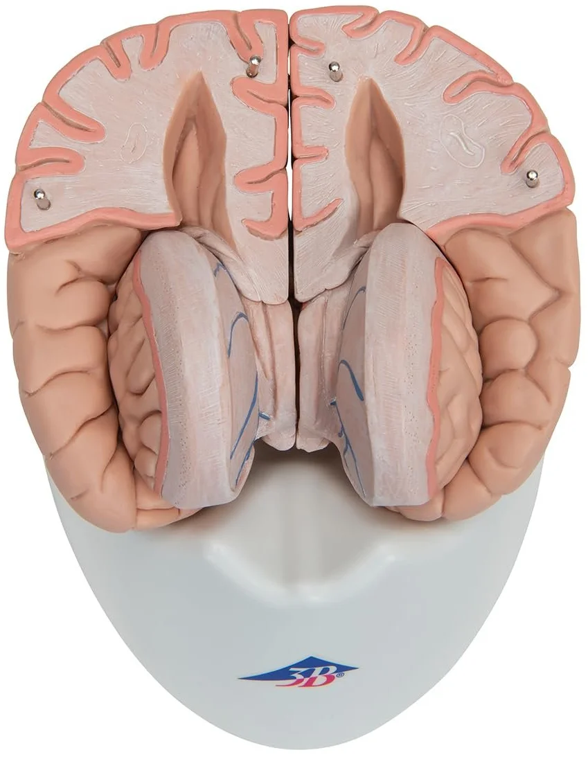 Анатомическая модель мозга 3B Scientific C17 / 8 частей / 3B Smart Anatom / Розовый, фото №8 Анатомическая модель мозга 3B Scientific C17 / 8 частей / 3B Smart Anatom / Розовый, фото №8