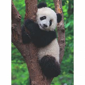 Пазл Ravensburger Panda and Koala 12000241 2 x 500 деталей цена на synthetic.ua - Фото 1 Пазл Ravensburger Panda and Koala 12000241 2 x 500 деталей synthetic.ua - Фото 1