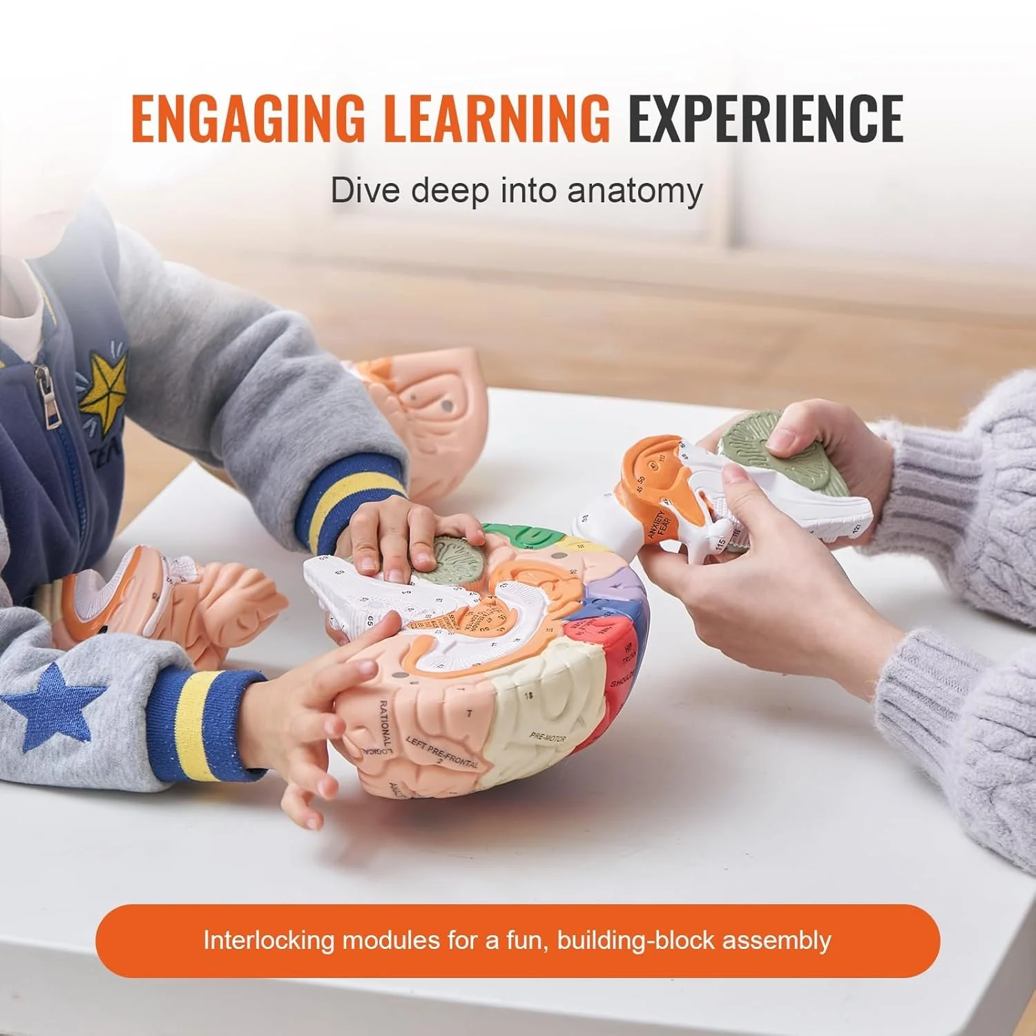 3D-модель человеческого мозга Vevor LDX-V4, фото №4