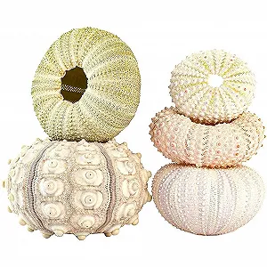 Тримачі для рослин із черепашок морського їжака Набір із 5 шт. підвісні для декору в пляжному стилі - Фото 1