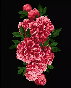 KH3095 Картина для малювання за номерами Страстні піони Без коробки - Фото 1