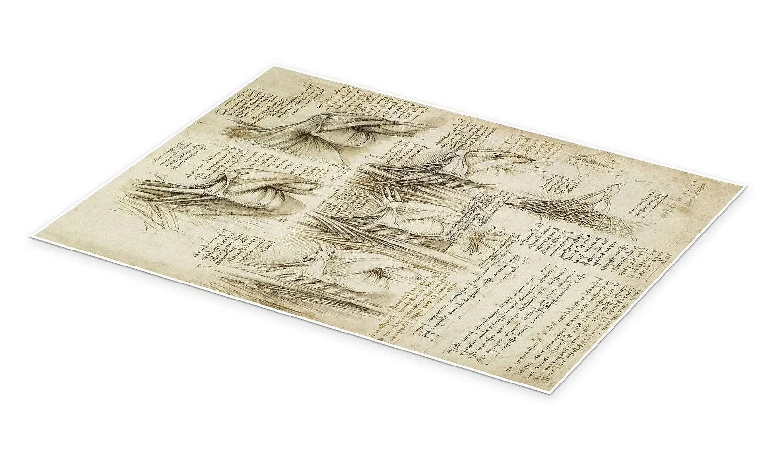 Постер Leonardo da Vinci Muscles of the Spine 50 x 70 см Бежевый, фото №2