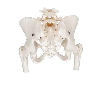 Модель женского тазового скелета 3B Scientific Human Anatomy / С подвижными головками бедренных костей / Белая synthetic.ua - Фото 1