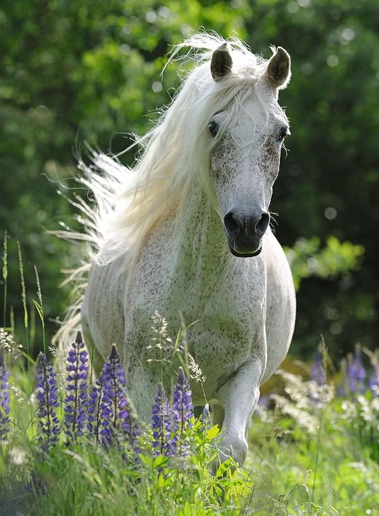 Пазл Ravensburger Біла кобила 12927 XXL 100 елементів, фото №2