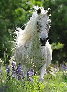 Пазл Ravensburger Біла кобила 12927 XXL 100 елементів synthetic.ua - Фото 1