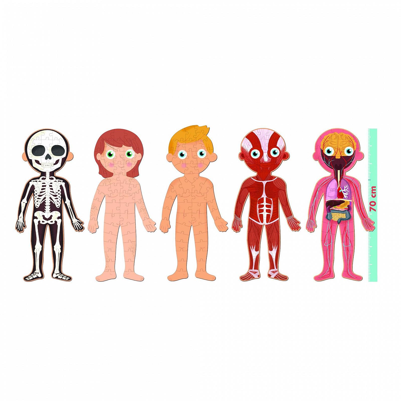 Пазл APLI KIDS Educational Puzzle about the Human Body 19438, фото №7 Пазл APLI KIDS Educational Puzzle about the Human Body 19438, фото №7