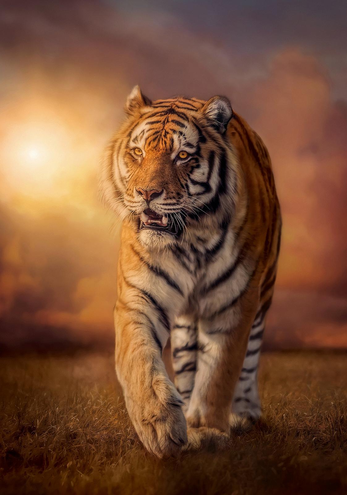 Пазл Clementoni High Quality Collection Tiger 31806 1500 елементів Різнокольоровий, фото №2