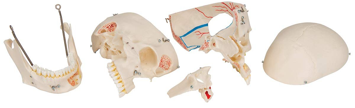 Анатомическая модель черепа 3B Scientific A27 / Подвижная челюсть / Белый, фото №6 Анатомическая модель черепа 3B Scientific A27 / Подвижная челюсть / Белый, фото №6