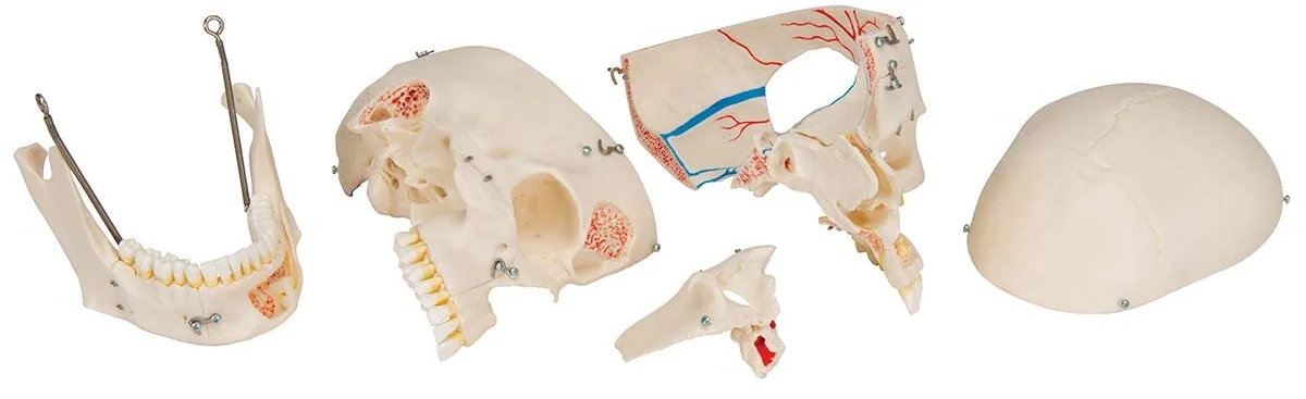 Анатомічна модель черепа 3B Scientific A27 / Рухома щелепа / Білий, фото №6