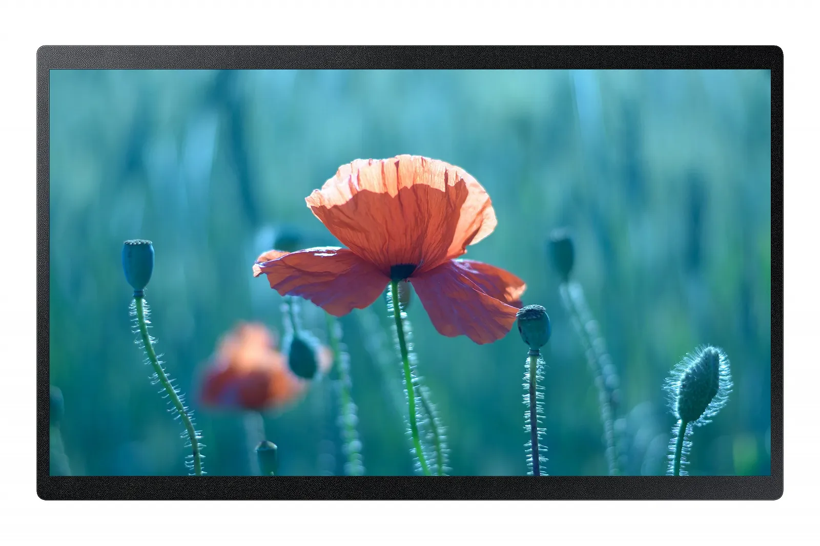Монітор 24" Samsung QB24R-B Full HD ADS 60 Гц, фото №1 Монітор 24" Samsung QB24R-B Full HD ADS 60 Гц, фото №1