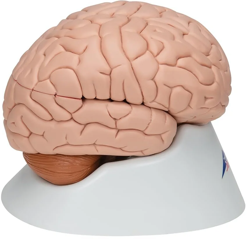 Анатомическая модель мозга 3B Scientific C17 / 8 частей / 3B Smart Anatom / Розовый, фото №3 Анатомическая модель мозга 3B Scientific C17 / 8 частей / 3B Smart Anatom / Розовый, фото №3