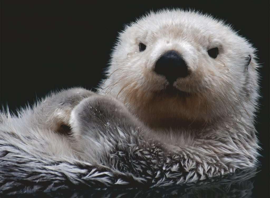 Пазл Ravensburger Cute Little Otter 500 элементов, фото №2