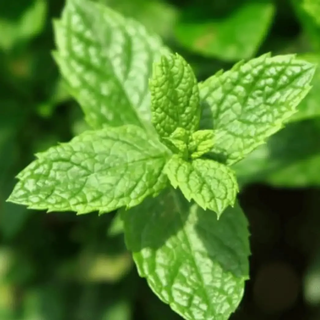 Парфумована вода Yodeyma Wow Scent 50 мл, фото №3