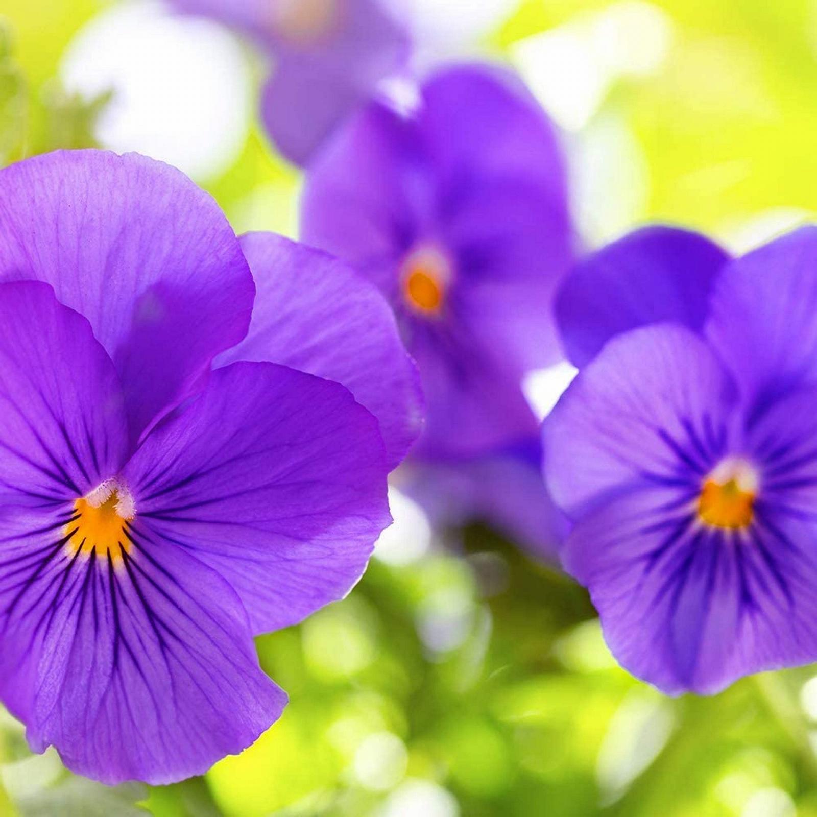 Гель для душу та ванни Cottage Moisturising Milk Purple 97% Ingredients of Natural Origin 2 x 750 мл, фото №3