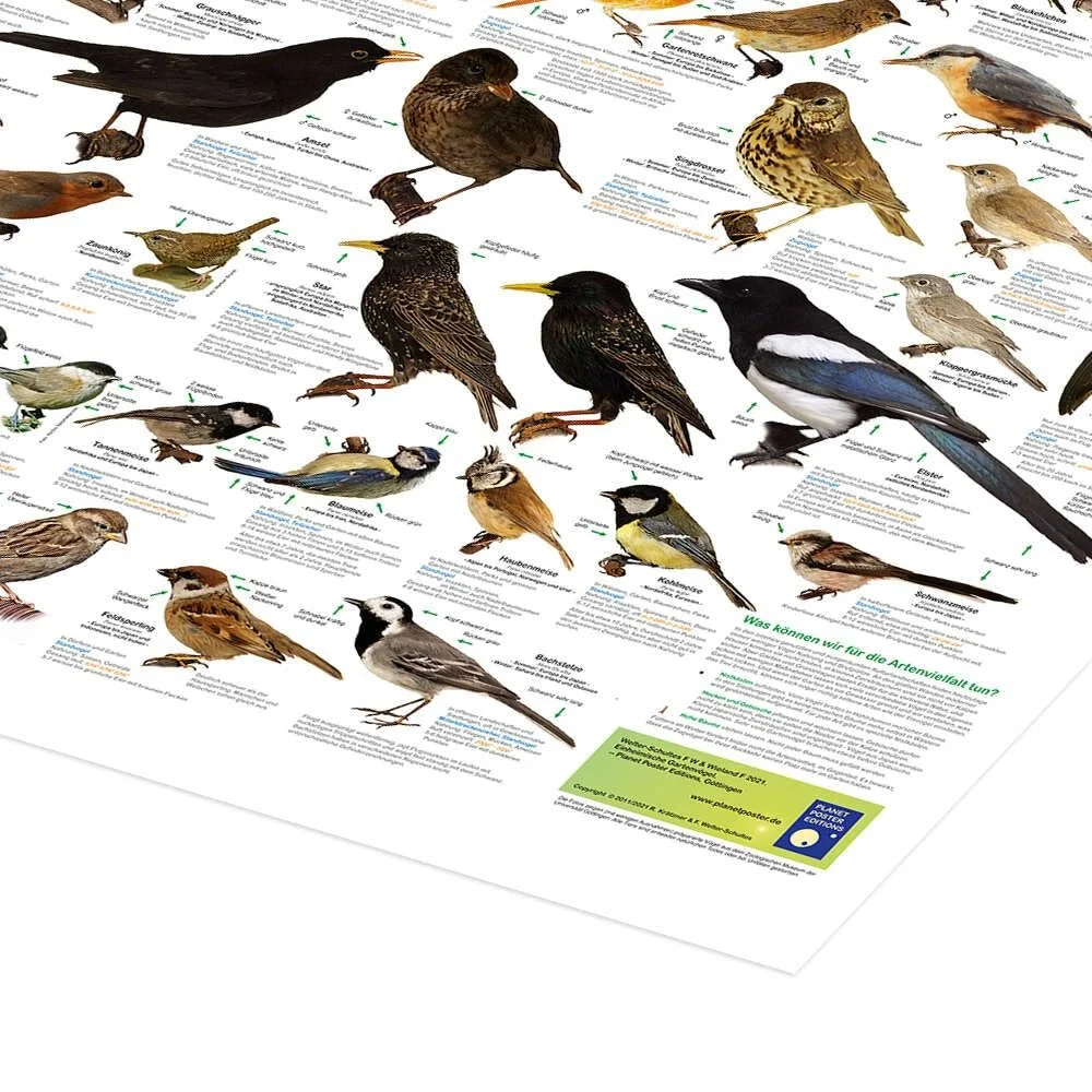 Постер Planet Poster Editions Native Garden Birds 120 x 90 см, фото №3