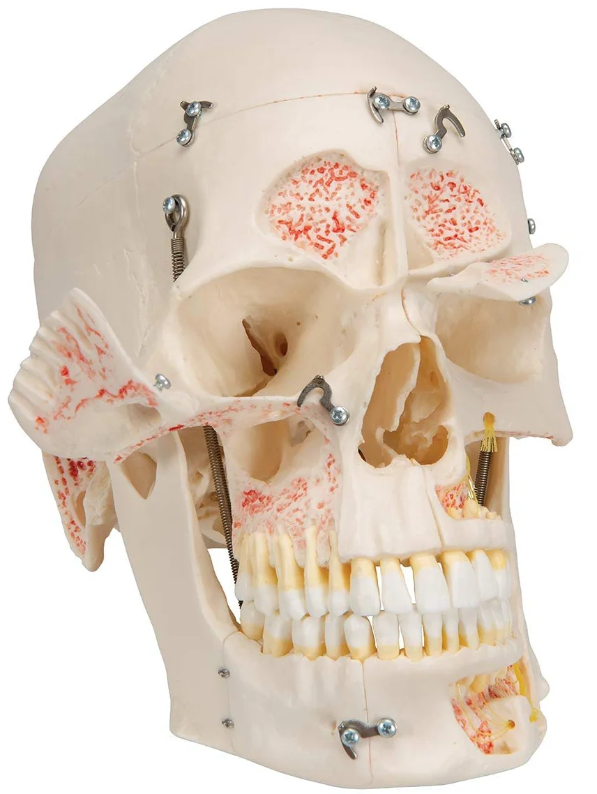 Анатомічна модель черепа 3B Scientific A27 / Рухома щелепа / Білий, фото №2