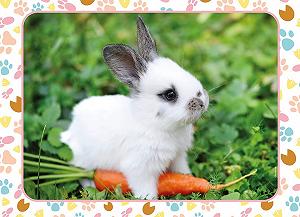 Пазл Nathan 4005556861668 Rabbit and Carrot 45 элементов synthetic.ua - Фото 1