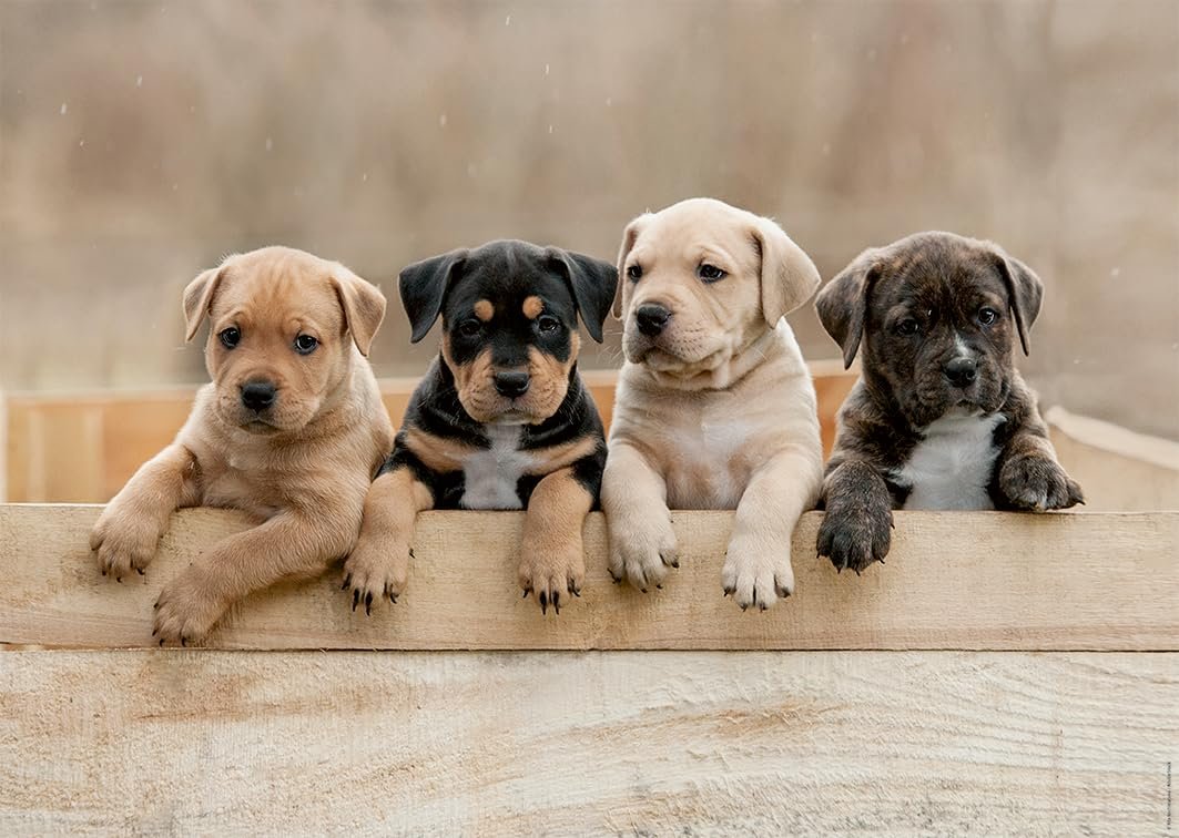 Пазлы Nathan Tendresse Collection The American Staffordshire Terriers 1000 эл. 12001145, фото №1