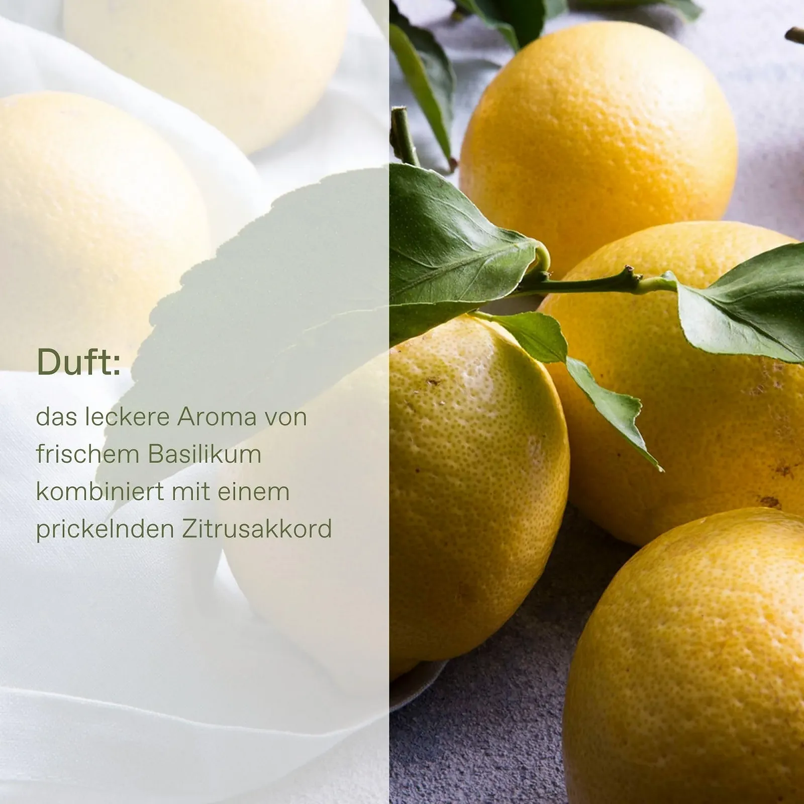 Молочко для тіла Korres Basil Lemon Smoothing з алое вера, веганський, дерматологічно протестований, 200 мл, фото №3 Молочко для тіла Korres Basil Lemon Smoothing з алое вера, веганський, дерматологічно протестований, 200 мл, фото №3